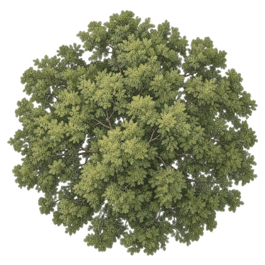 Detailed overhead tree canopy