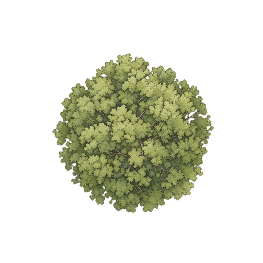 Young tree from the ILU catalogue